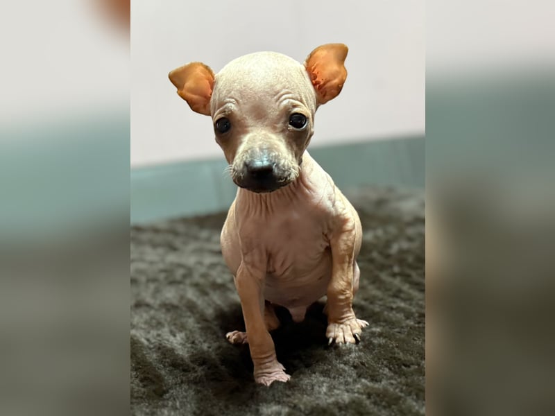 American Hairless Terrier