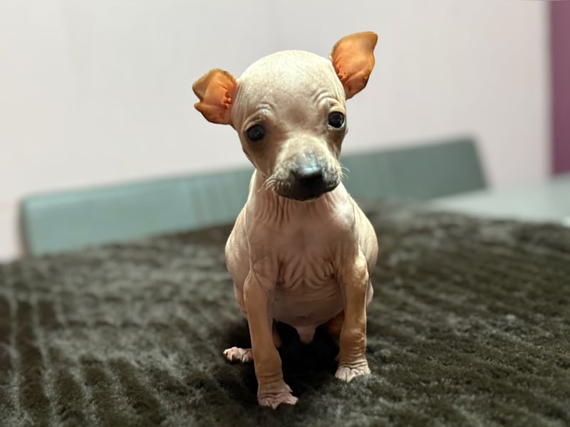 American Hairless Terrier
