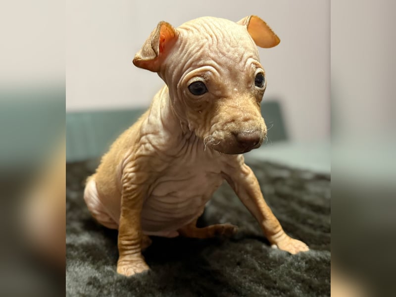 American Hairless Terrier