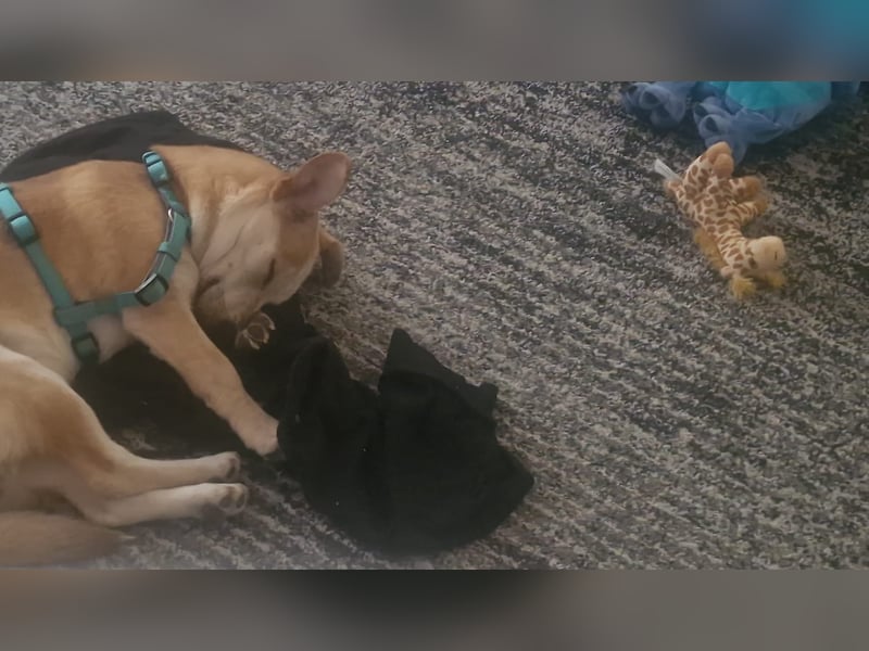 Mischlings Rüde 1 Jährig