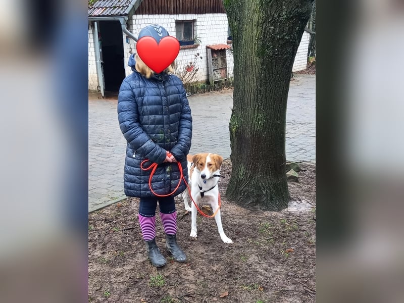 Toller Junghund sucht seine Menschen!
