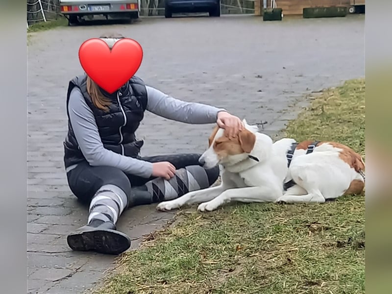 Toller Junghund sucht seine Menschen!