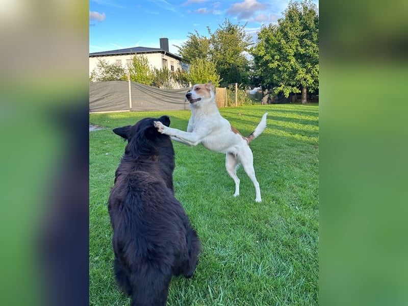 Toller Junghund sucht seine Menschen!