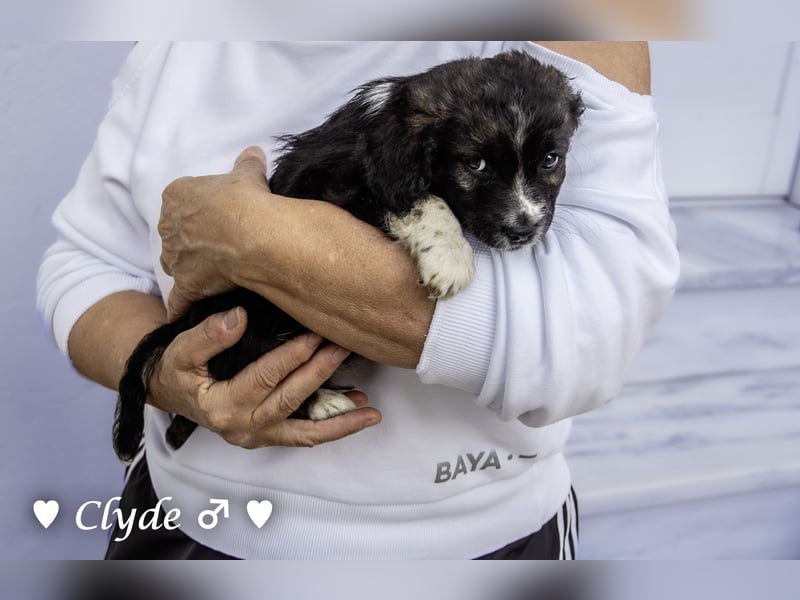 Winzling Clyde, Alopekis-Mix,  sucht ein Zuhause