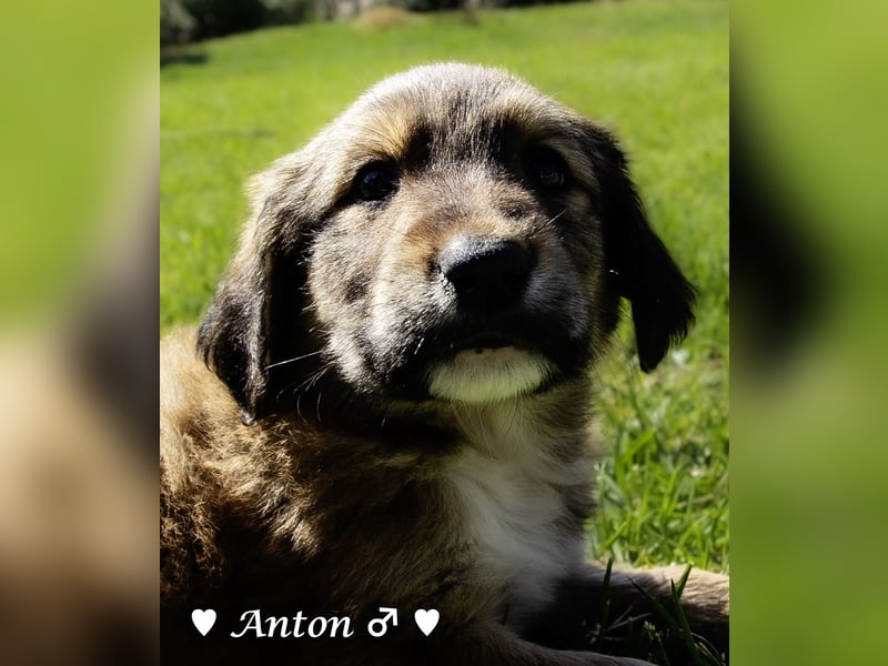 Arthur und seine Geschwister suchen ein Zuhause