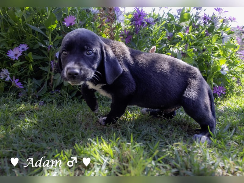 Arthur und seine Geschwister suchen ein Zuhause