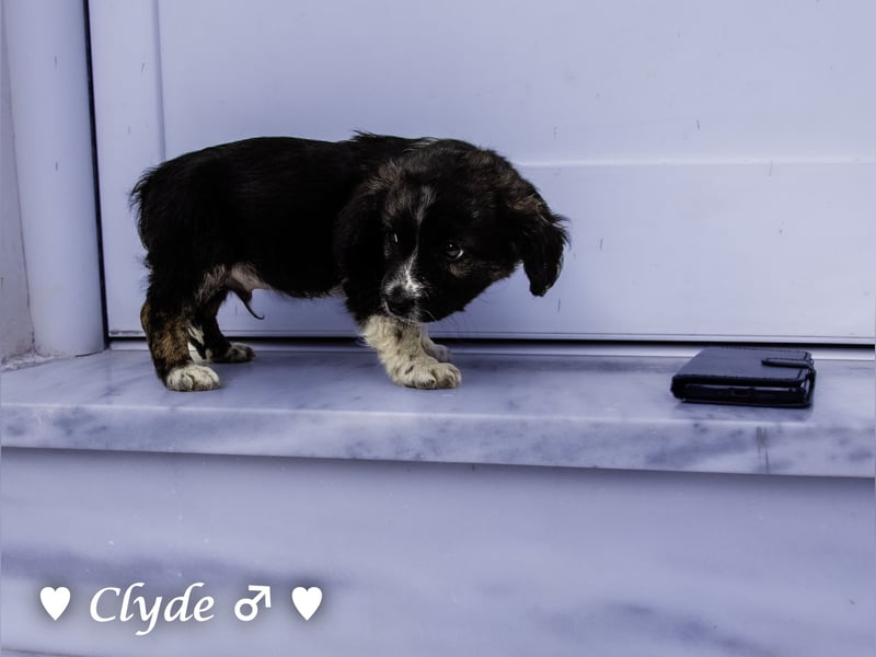 Winzling Clyde, Alopekis-Mix,  sucht ein Zuhause