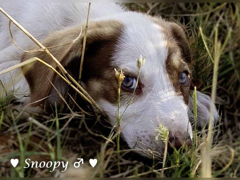 Susi und Snoopy suchen ein Zuhause