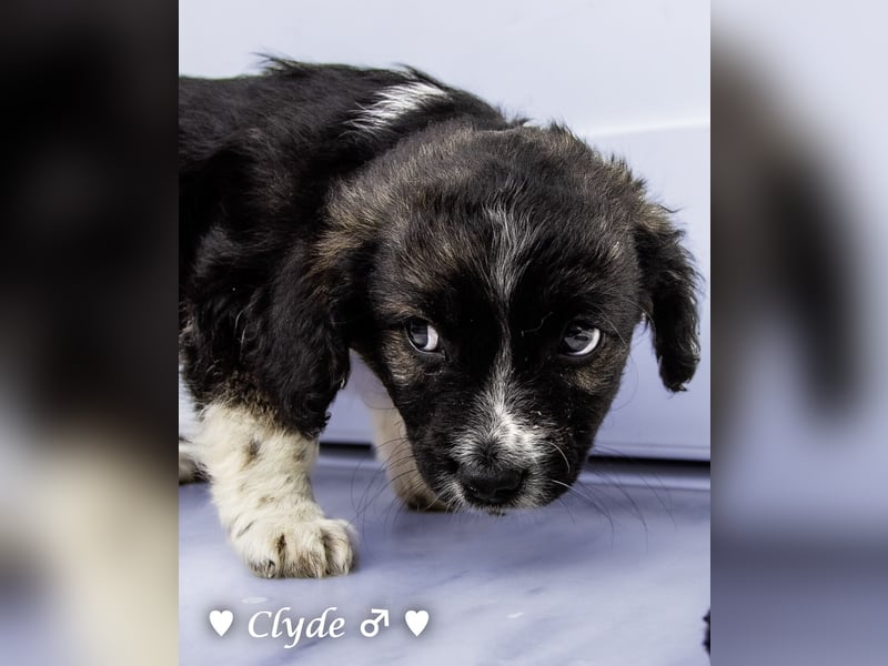 Winzling Clyde, Alopekis-Mix,  sucht ein Zuhause