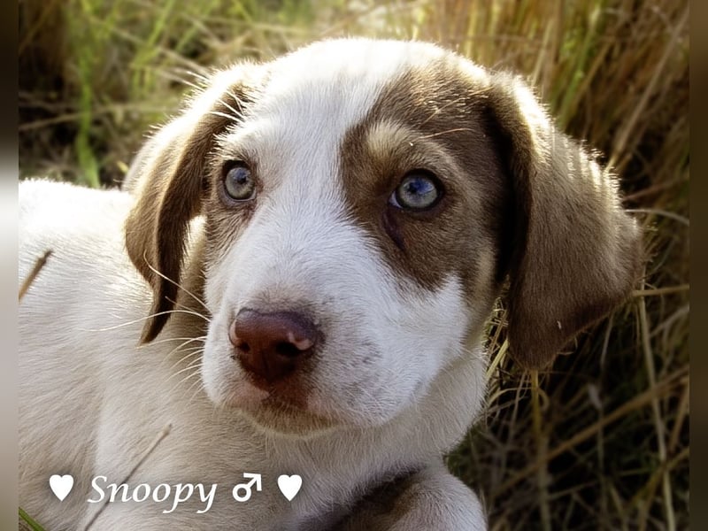 Susi und Snoopy suchen ein Zuhause