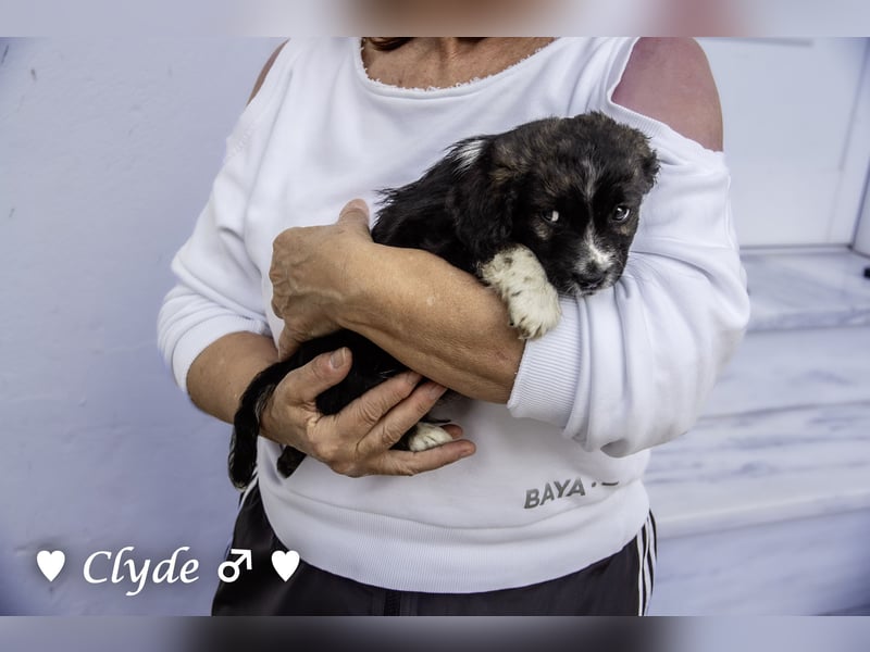 Winzling Clyde, Alopekis-Mix,  sucht ein Zuhause