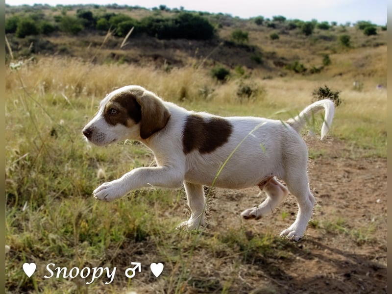 Susi und Snoopy suchen ein Zuhause