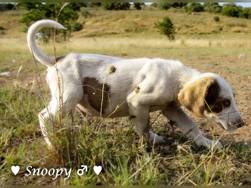Susi und Snoopy suchen ein Zuhause