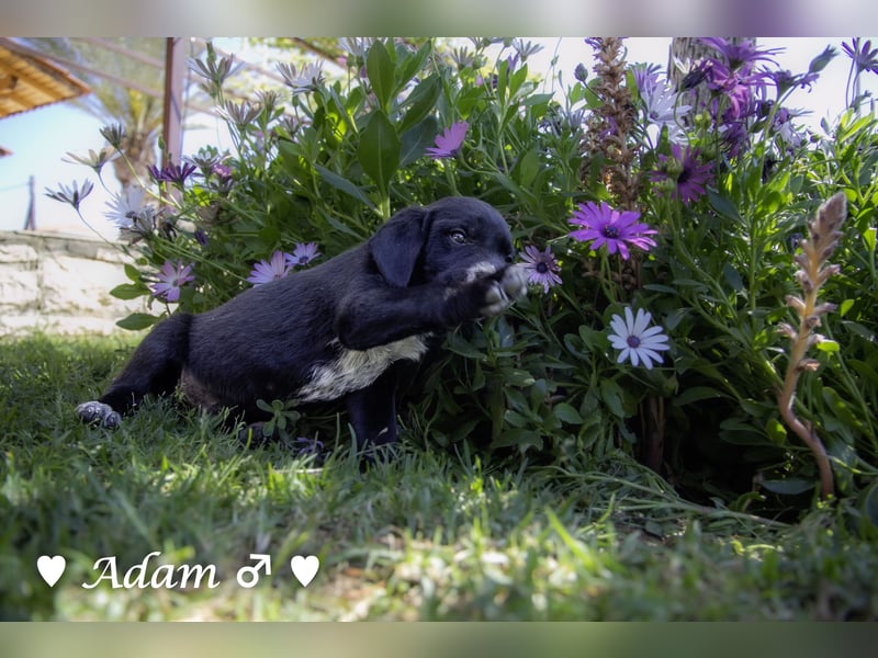 Arthur und seine Geschwister suchen ein Zuhause