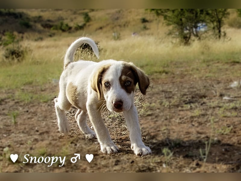 Susi und Snoopy suchen ein Zuhause