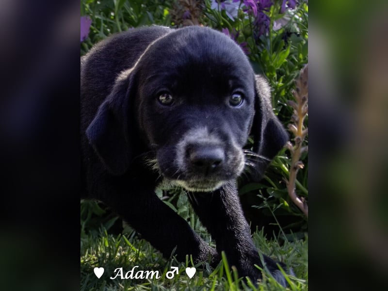 Arthur und seine Geschwister suchen ein Zuhause