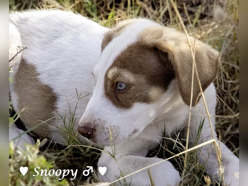 Susi und Snoopy suchen ein Zuhause