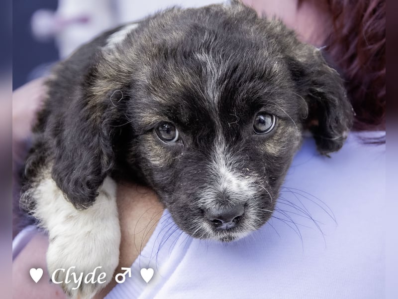 Winzling Clyde, Alopekis-Mix,  sucht ein Zuhause
