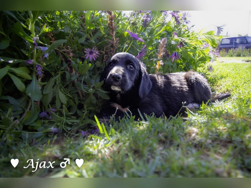 Arthur und seine Geschwister suchen ein Zuhause