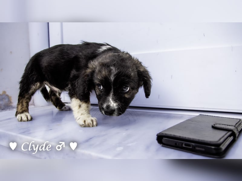 Winzling Clyde, Alopekis-Mix,  sucht ein Zuhause
