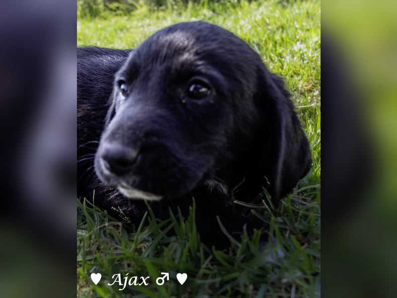 Arthur und seine Geschwister suchen ein Zuhause