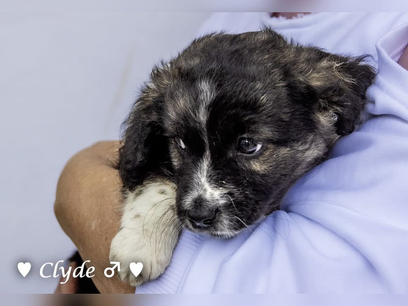 Winzling Clyde, Alopekis-Mix,  sucht ein Zuhause