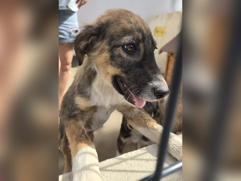Luca - aufgeweckter Hundejunge