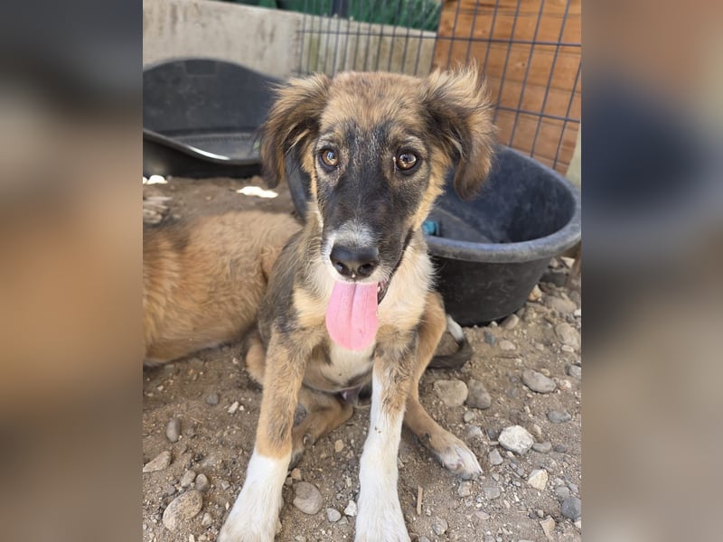Luca - aufgeweckter Hundejunge