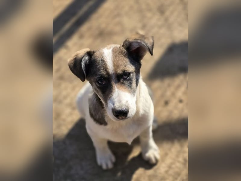 Jessy, auf der Suche nach einem wundervollen Zuhause!