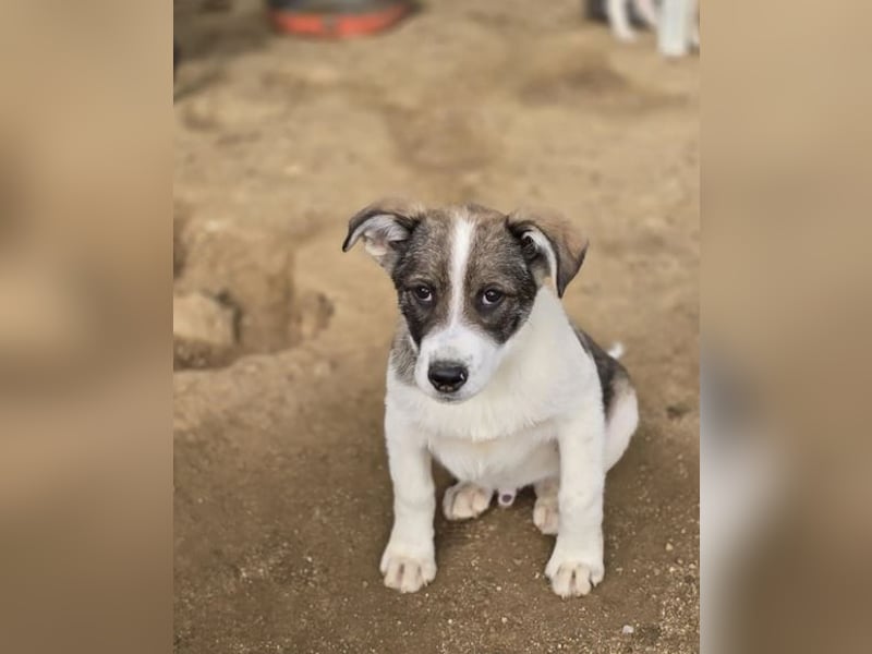 Jessy, auf der Suche nach einem wundervollen Zuhause!