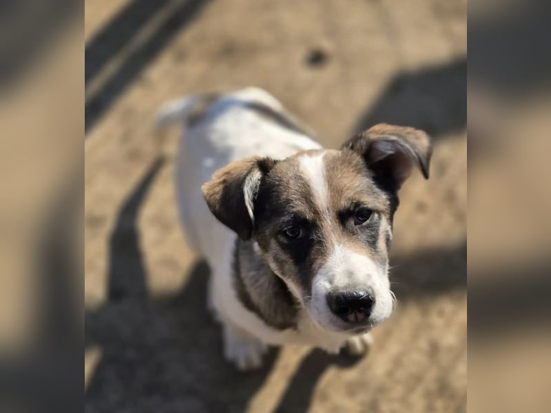 Jessy, auf der Suche nach einem wundervollen Zuhause!