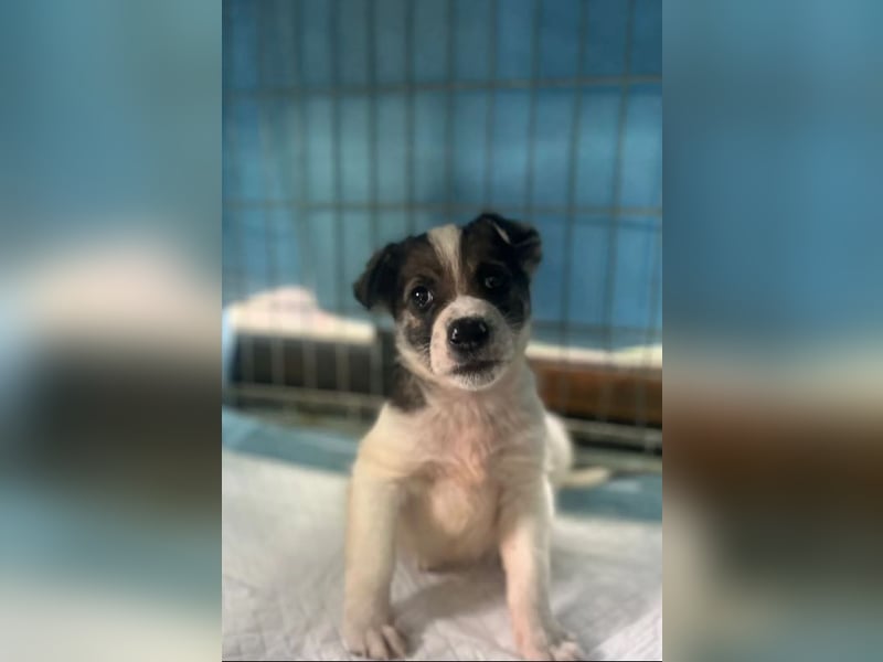 Jessy, auf der Suche nach einem wundervollen Zuhause!