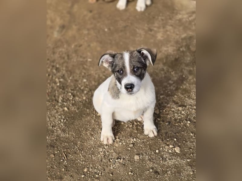 Jessy, auf der Suche nach einem wundervollen Zuhause!