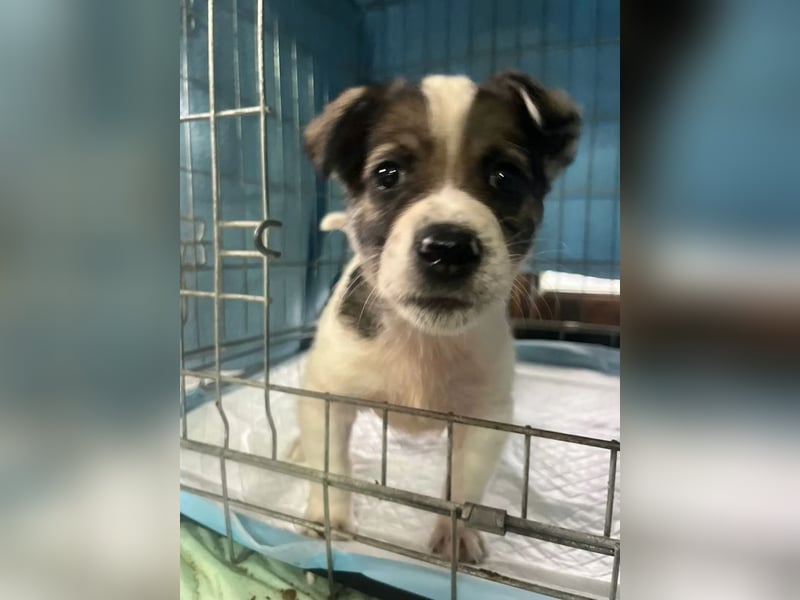 Jessy, auf der Suche nach einem wundervollen Zuhause!
