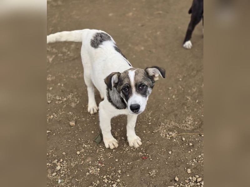 Jessy, auf der Suche nach einem wundervollen Zuhause!