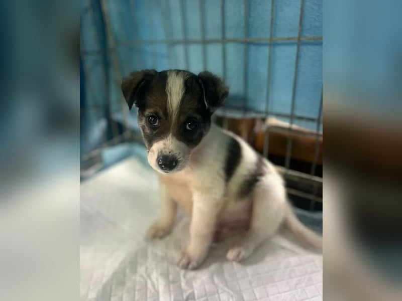 Jessy, auf der Suche nach einem wundervollen Zuhause!