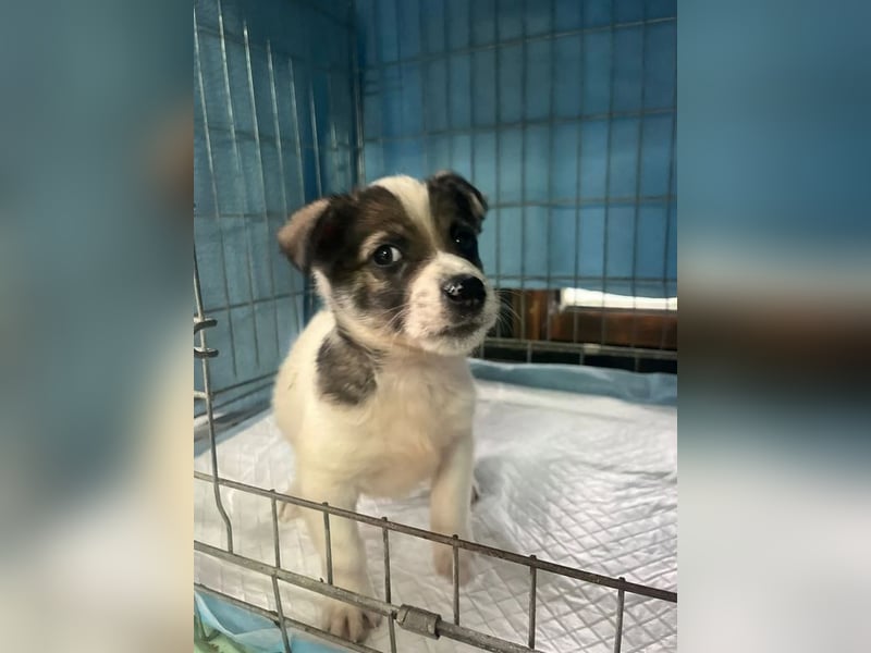Jessy, auf der Suche nach einem wundervollen Zuhause!