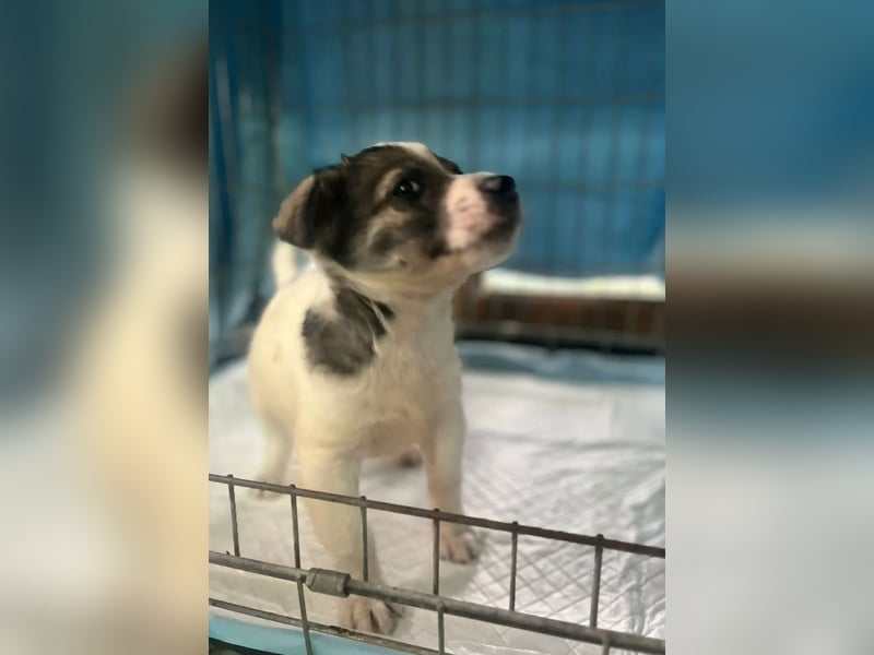 Jessy, auf der Suche nach einem wundervollen Zuhause!