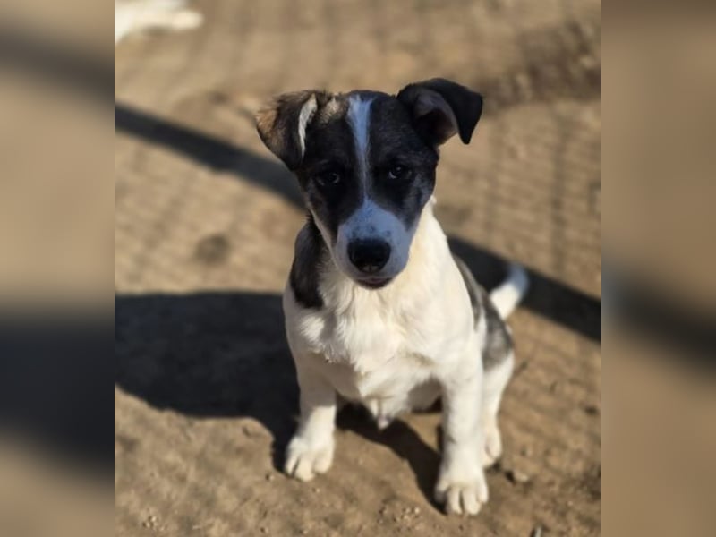 Jessy, auf der Suche nach einem wundervollen Zuhause!