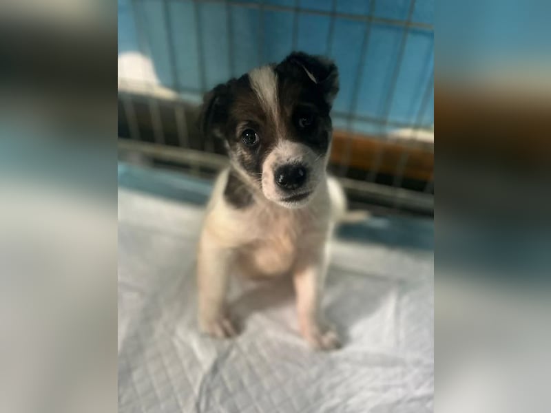 Jessy, auf der Suche nach einem wundervollen Zuhause!