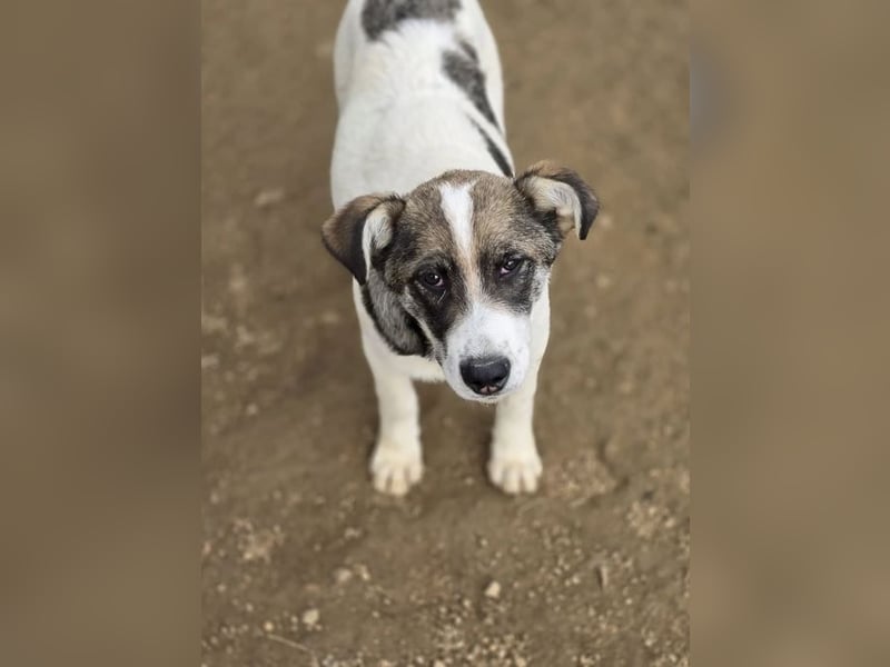 Jessy, auf der Suche nach einem wundervollen Zuhause!
