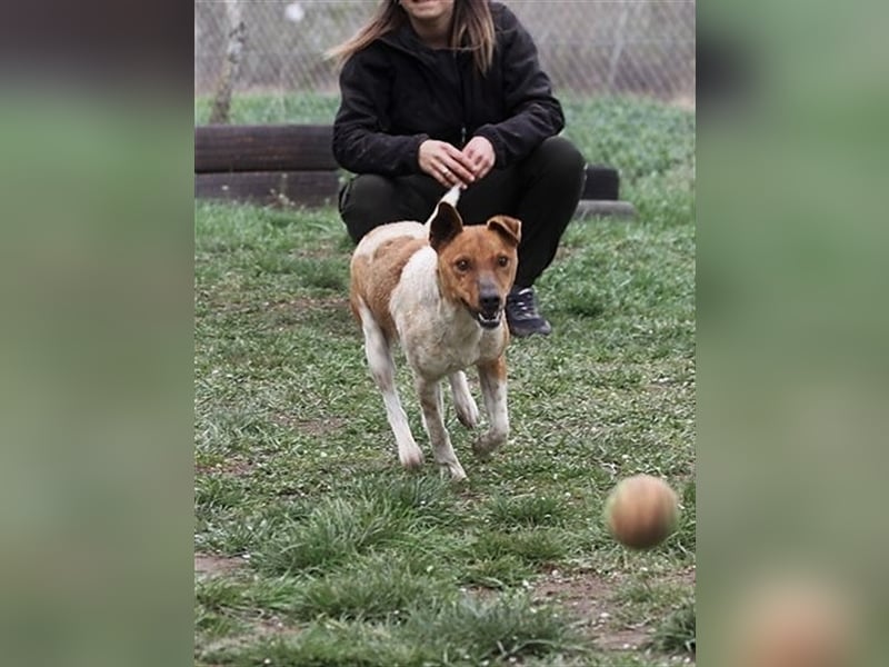 Guszti sucht aktive Familie