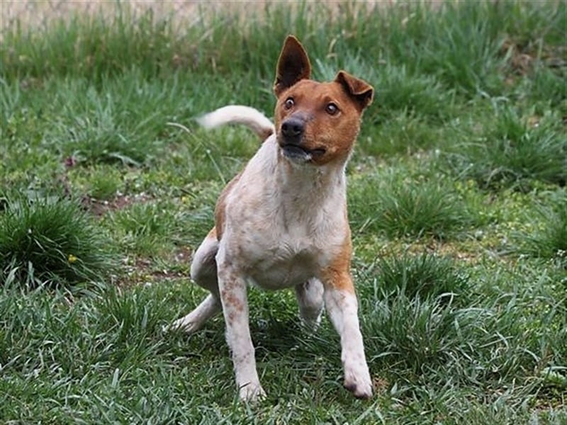 Guszti sucht aktive Familie