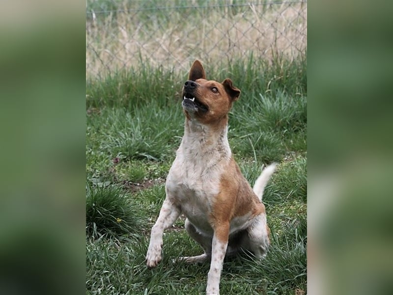 Guszti sucht aktive Familie