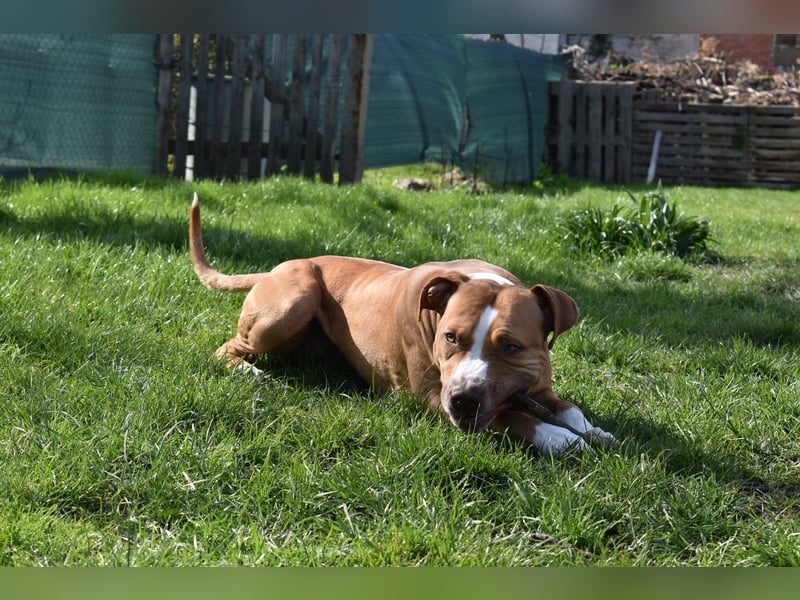 Suche ein neues Zuhause