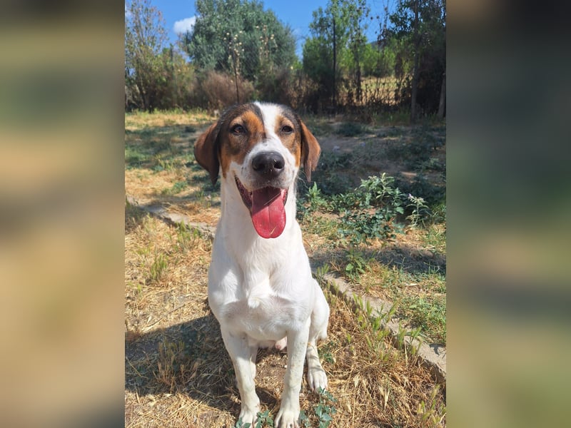 Traumhund Kubic wartet schon viel zu lang