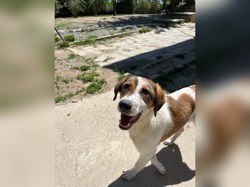 Traumhund Kubic wartet schon viel zu lang
