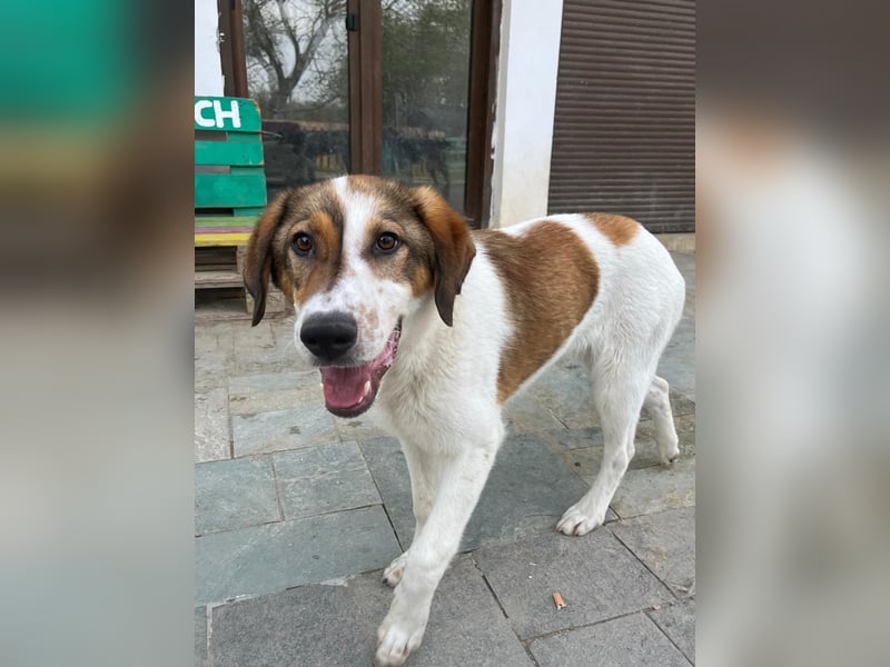 Traumhund Kubic wartet schon viel zu lang