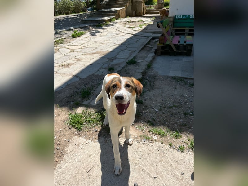 Traumhund Kubic wartet schon viel zu lang
