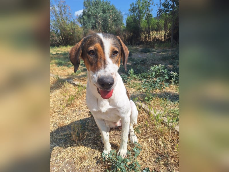 Traumhund Kubic wartet schon viel zu lang